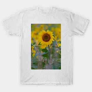 Sunflower at sunrise T-Shirt